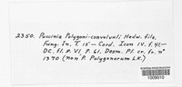 Puccinia polygoni-convolvuli image